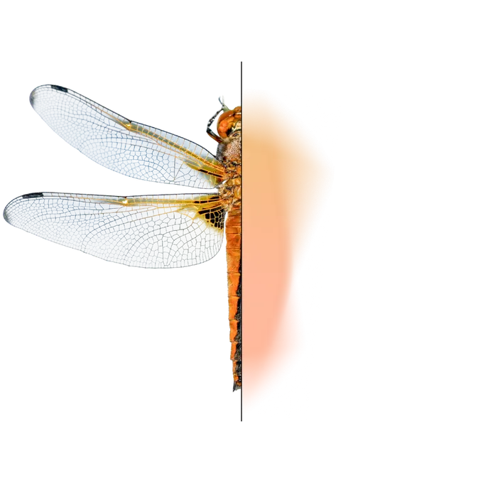 A dragonfly — the Engineering Ecosystem Resilience motif